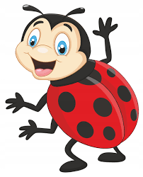 biedronka